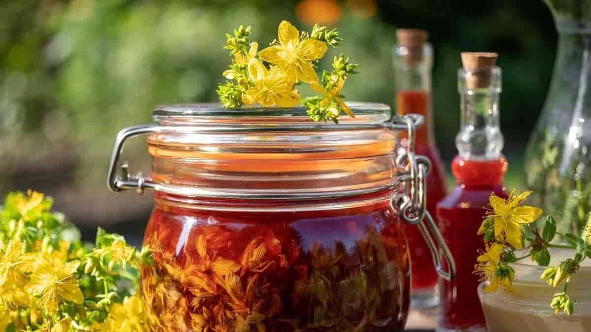 Kantaron yağı neye faydası var? Sarı ve kırmızı kantaron nedir ne işe yarar? Kantaron çayı ne işe yarar?