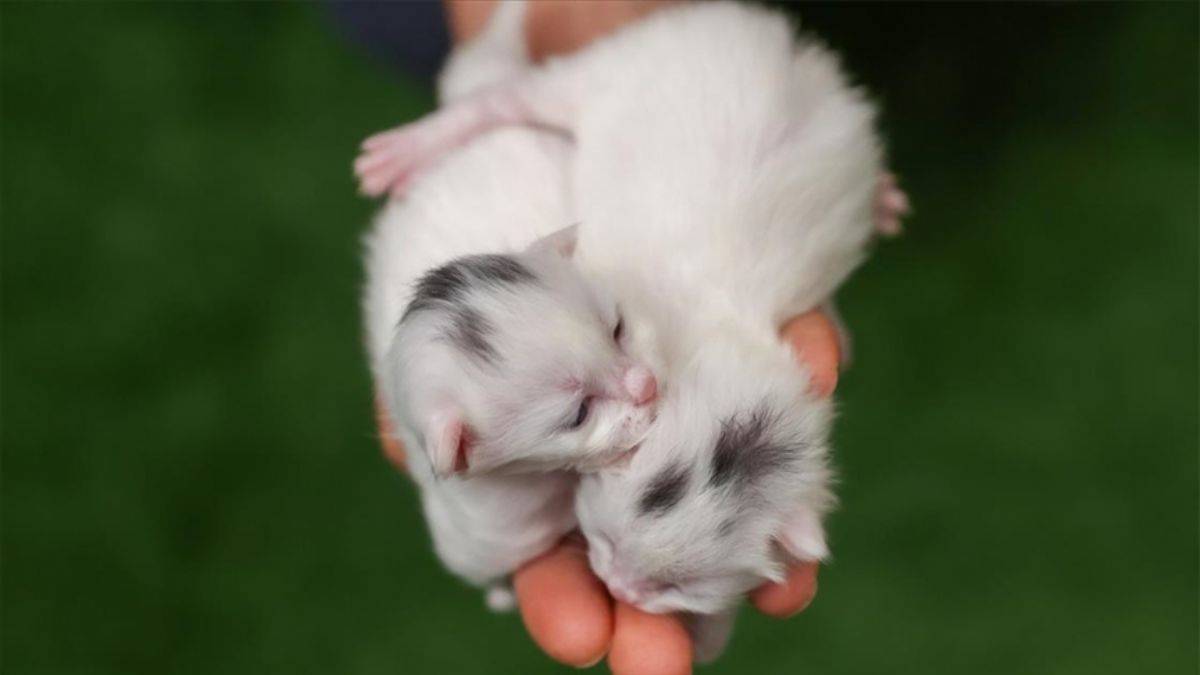 Van kedilerinin 'mühür' özelliği