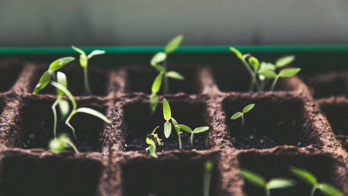 Talep yüzde 200 arttı, balkonlar bostana döndü!