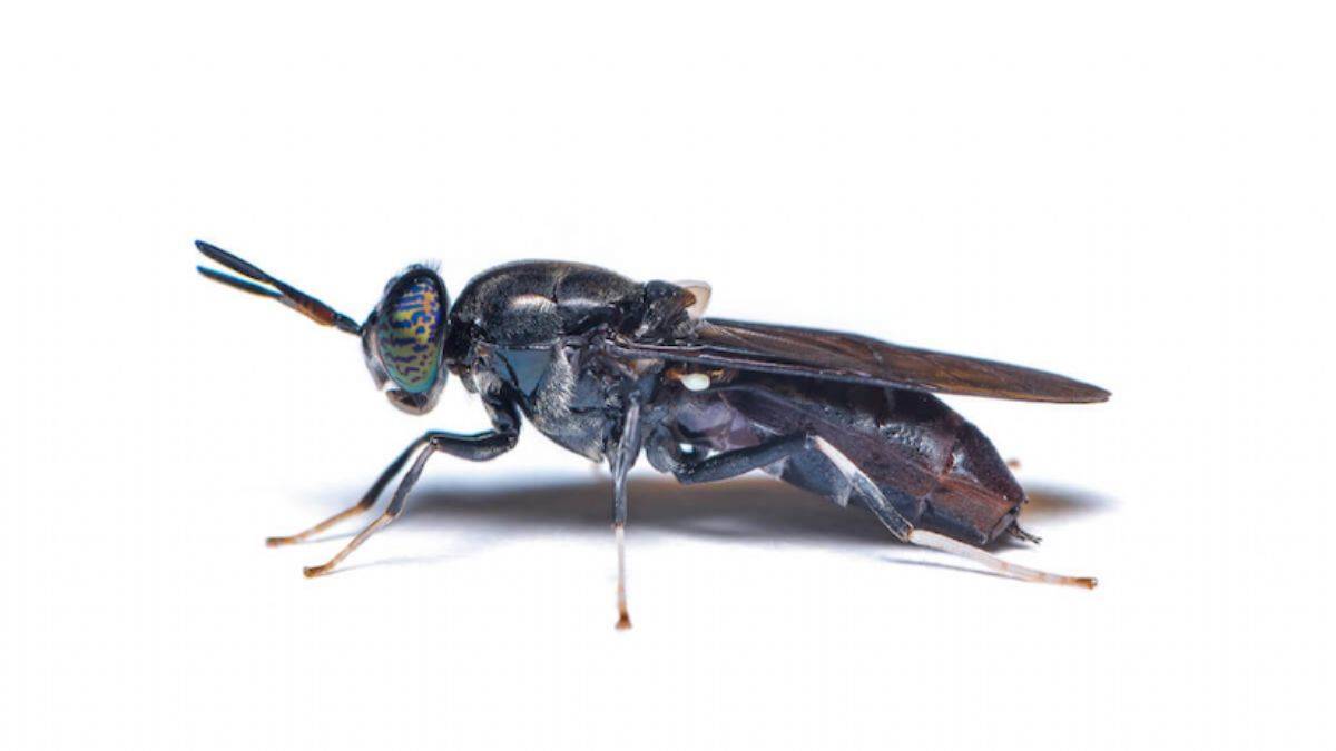 Türk bilim insanı 'sinekten' kozmetik hammaddesi üretti