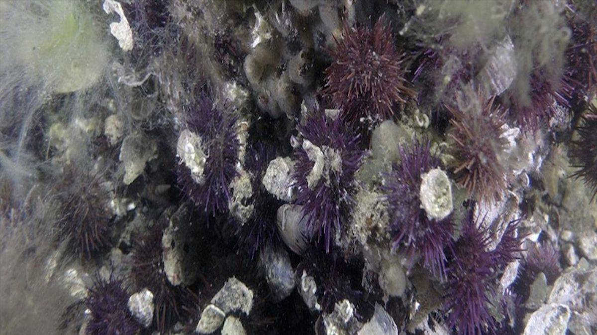 Marmara Denizi'ndeki süngerler canlanmaya başladı