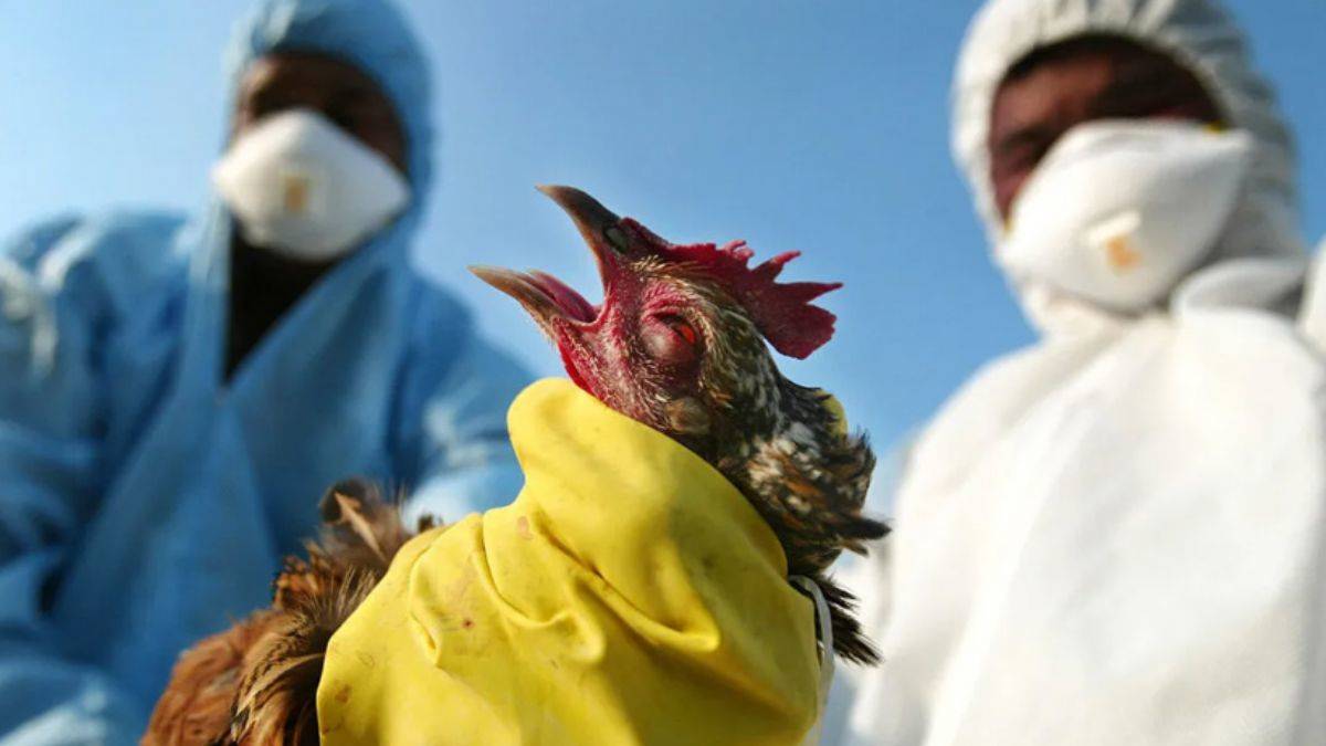 Kuş gribi vakaları artıyor! 1,7 milyon kanatlı hayvan itlaf edildi