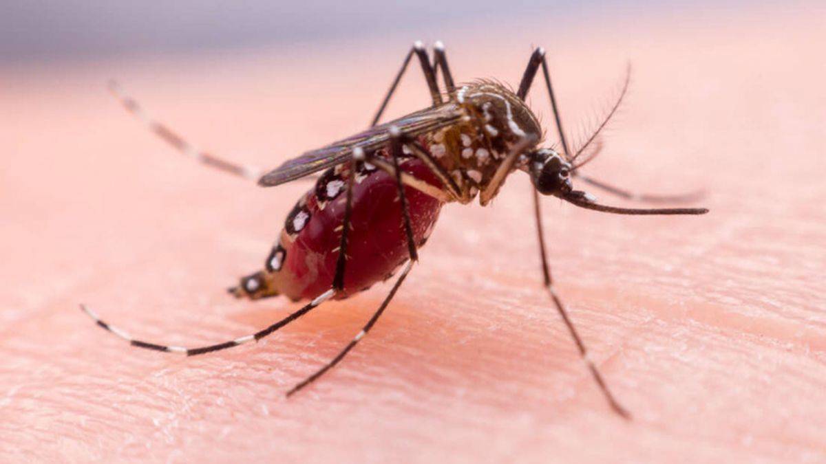 Sivrisinekler, ısıracakları insanları nasıl seçebiliyorlar?