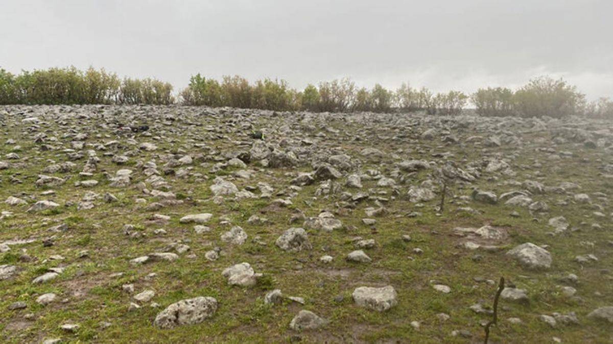 Sürüye müdahale eden muhtar, çoban tarafından öldürüldü