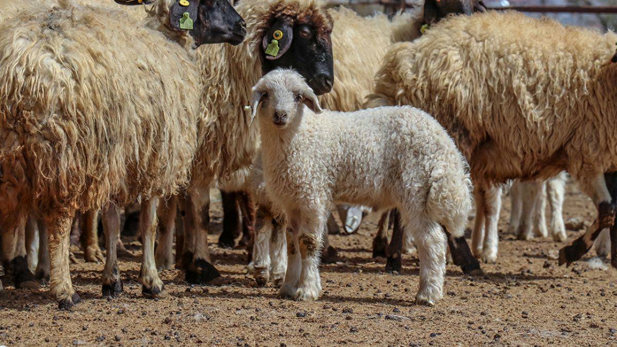 Van'ın 'saf ırk' kuzuları: Norduz