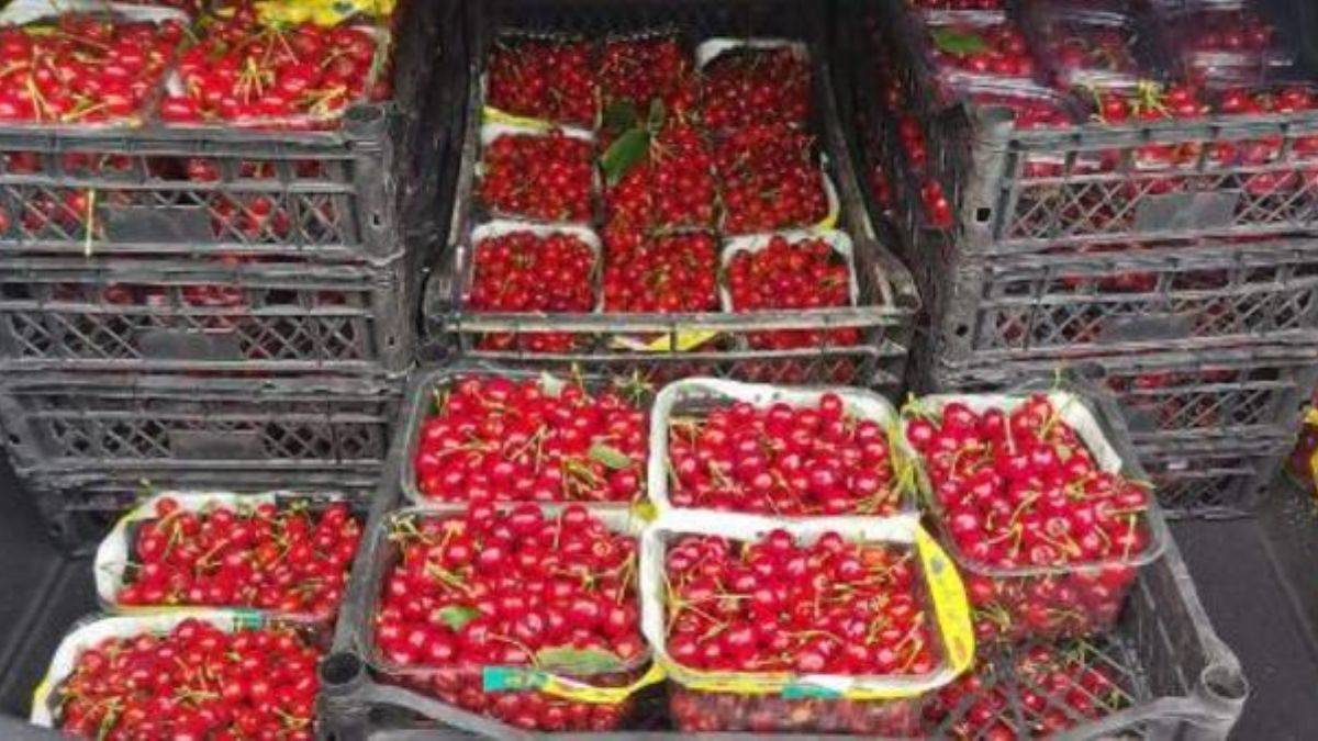 Mersin'de kiraz hasadı; kilosu 1000 TL