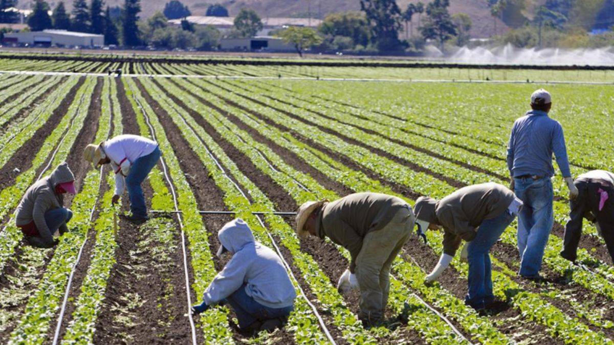 Bilim insanlarından ilginç öneri: 'Tarımda insan idrarı kullanılsın'