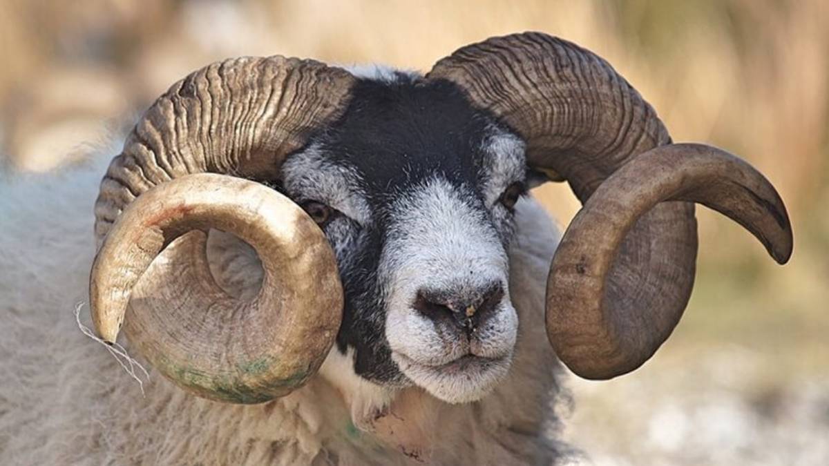 2022 Kurban bayramı tatili 9 gün mü? Kurban bayramı tatili kaç gün? Kurban bayramı özel sektör resmi tatil kaç gün?