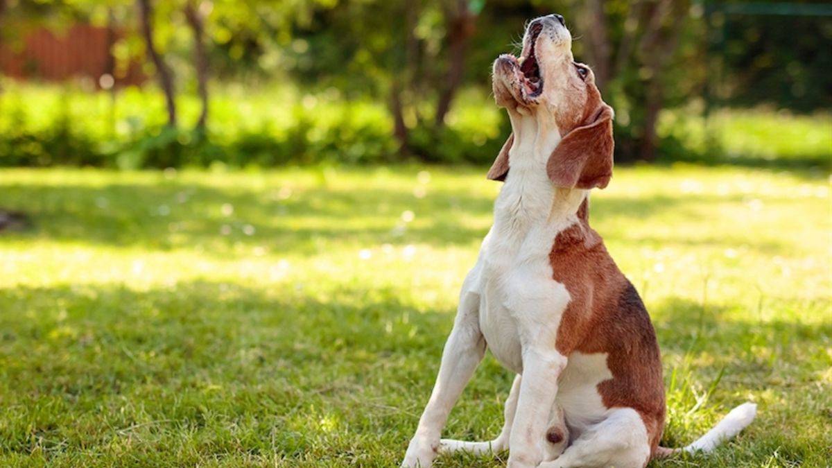ABD'de garip sınırlama: Köpekler artık istedikleri kadar havlayamayacak -  Timeturk Haber