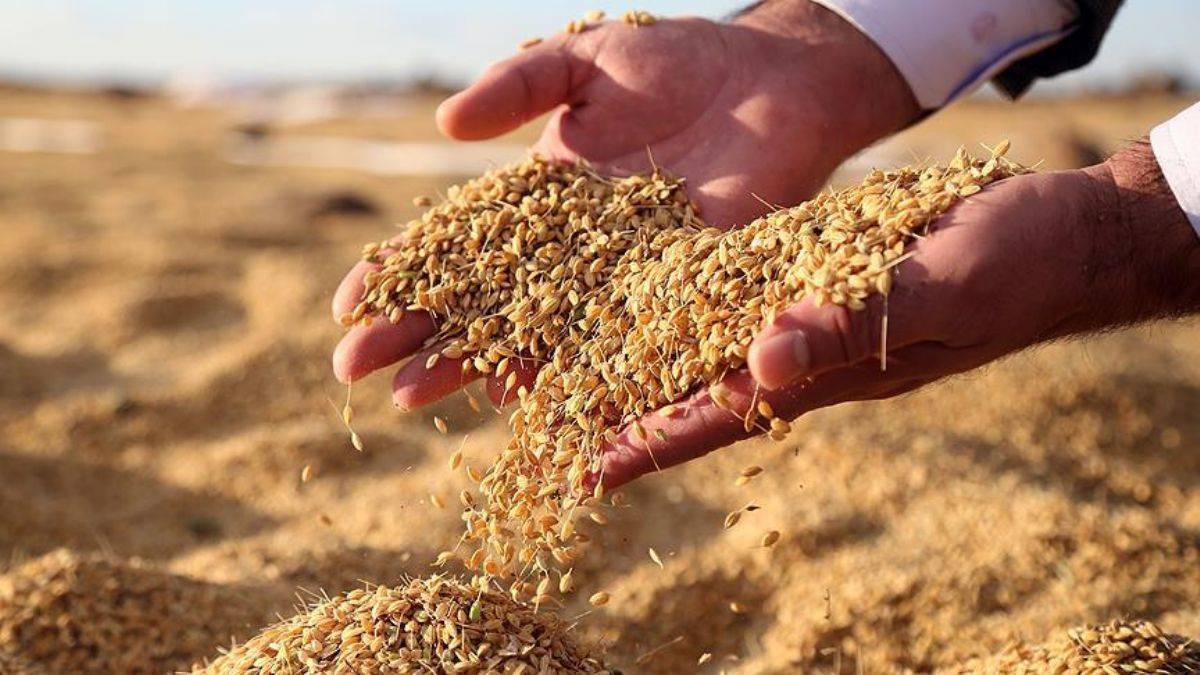 Karacadağ pirinci: Volkanik arazilerde yetişen lezzet