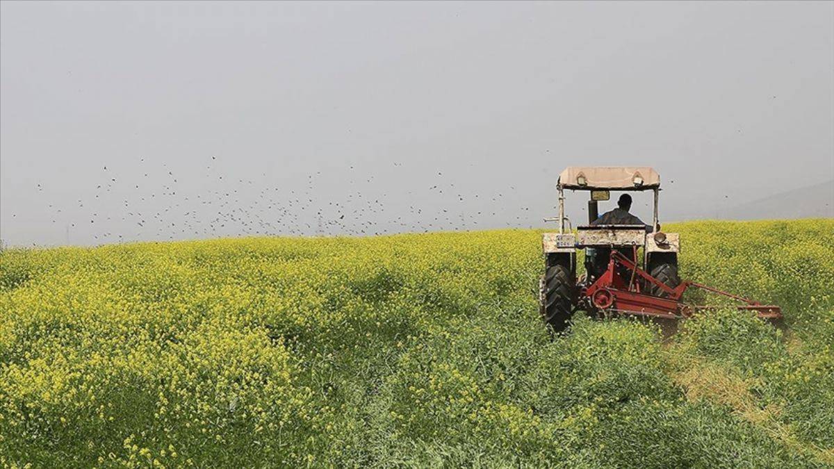 TMO’dan yem desteği açıklaması