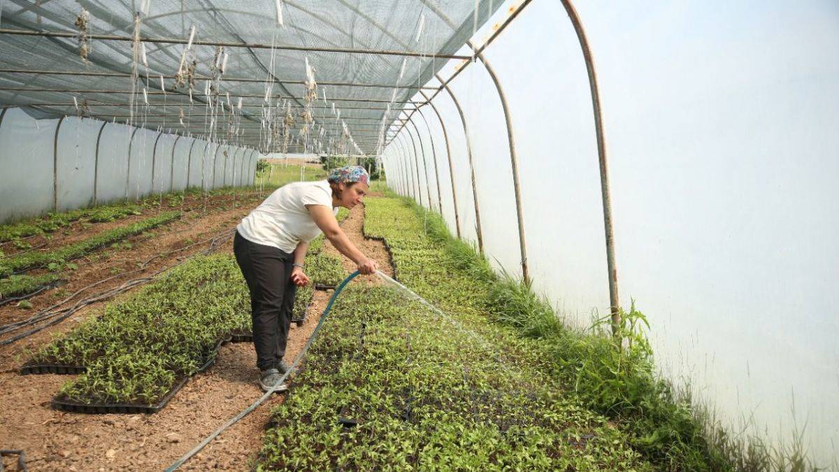 Köyüne yerleşen Necla hemşire atıl arazileri tarıma kazandırdı