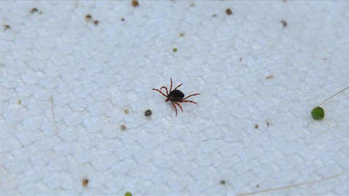 Kene vakaları başladı