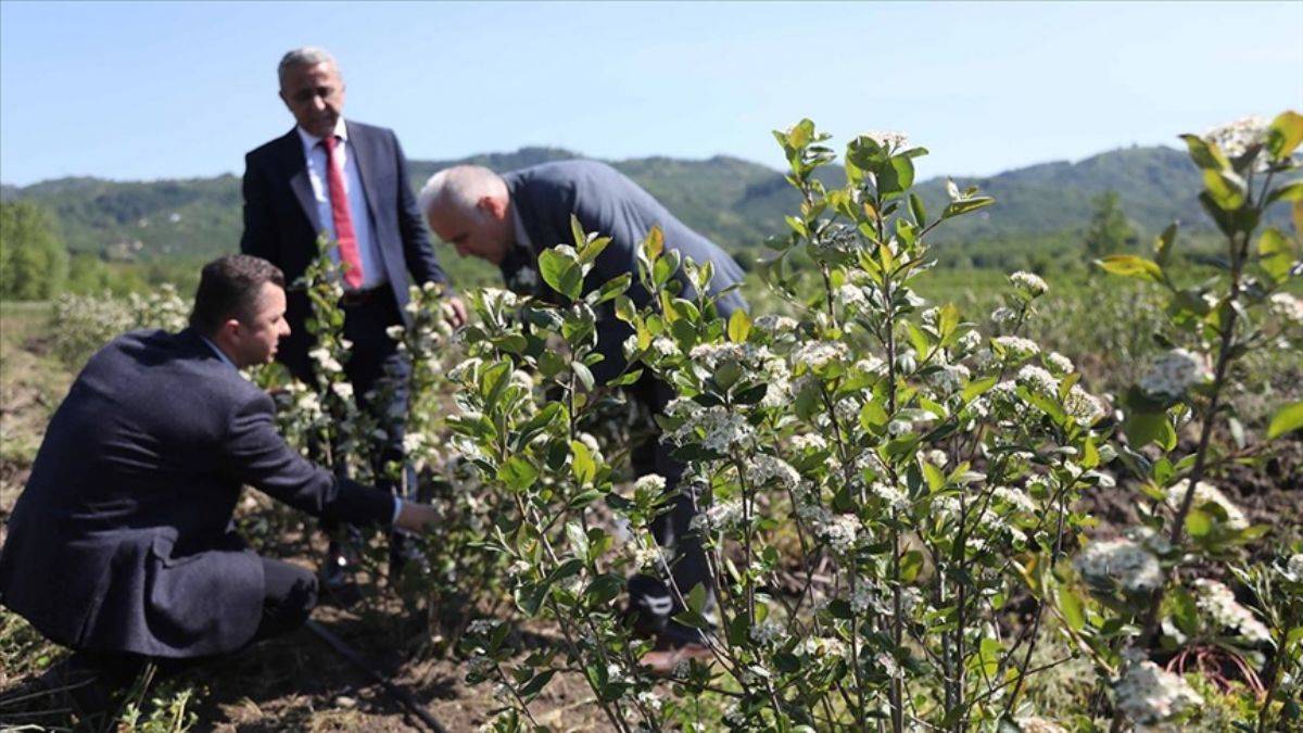 Samsun'da fındığa alternatif aronya bahçeleri kuruluyor