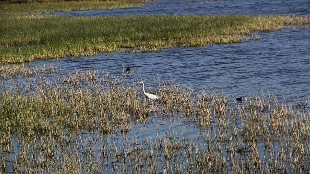 Kuş gözlemcilerinin yeni rotası: Sarıkum Tabiat Koruma Alanı