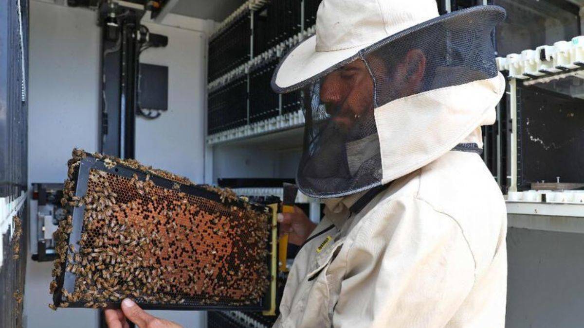 Bal üretiminde yeni dönem: Yapay zeka destekli 'robot kovanlar'