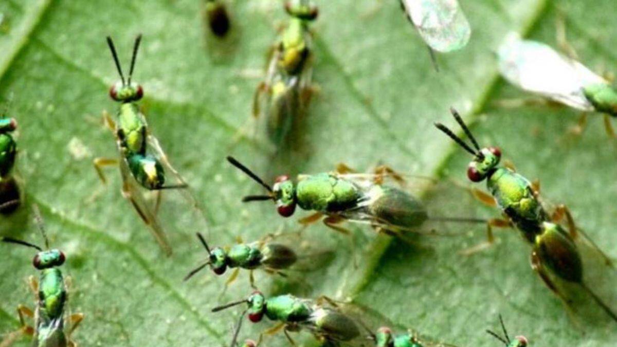 Gal arısına karşı 'terminatör' böcekler ormanlara salındı