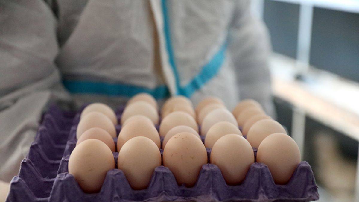 Bursa'daki meslek lisesinden hakiki gezen tavuk yumurtası