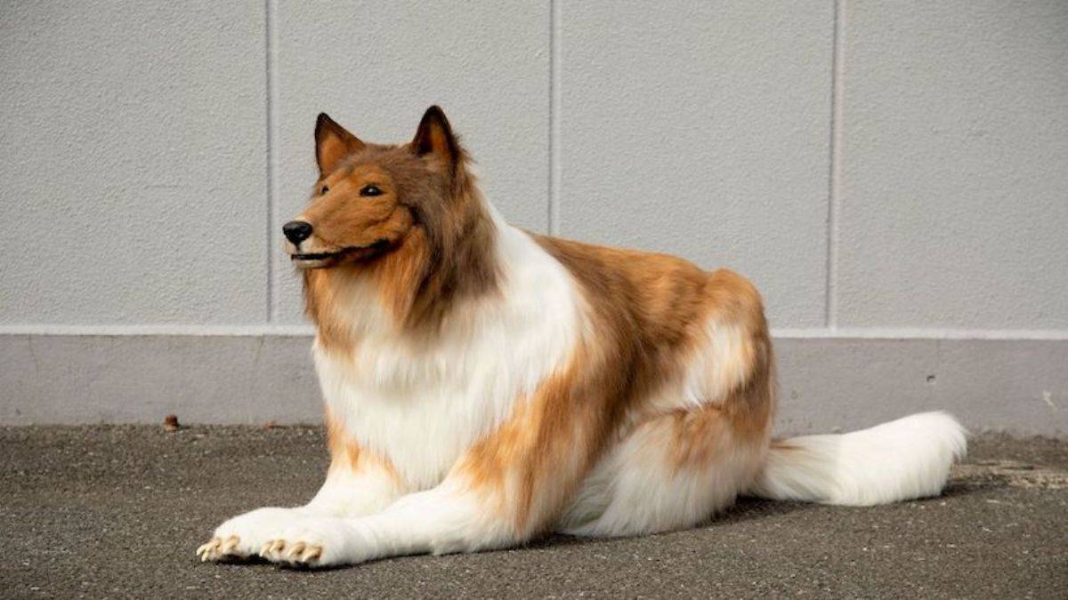 Köpek Collie gibi görünmek için binlerce dolar harcadı!