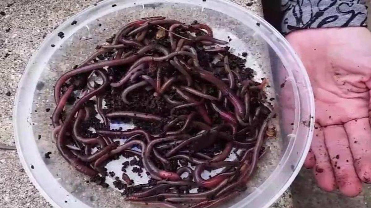 'Çılgın' solucan istilası ABD'yi alarma geçirdi