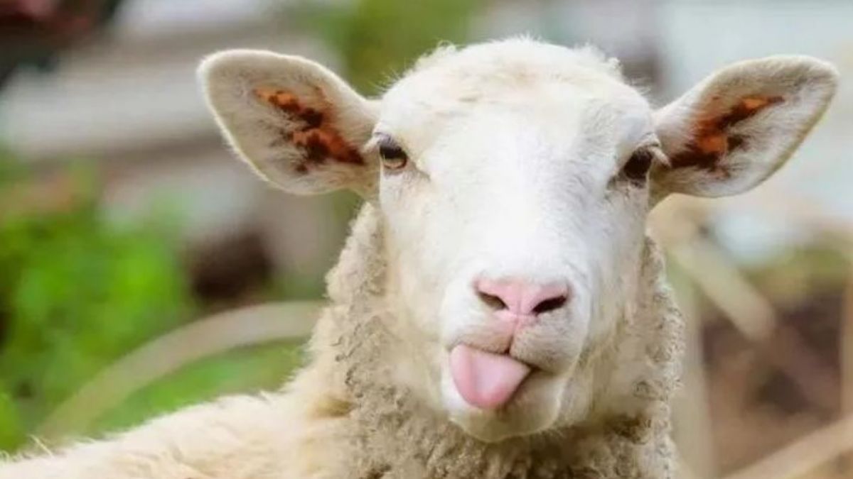 2022 Kurban bayramına kaç gün kaldı? Kurban bayramı ne zaman?