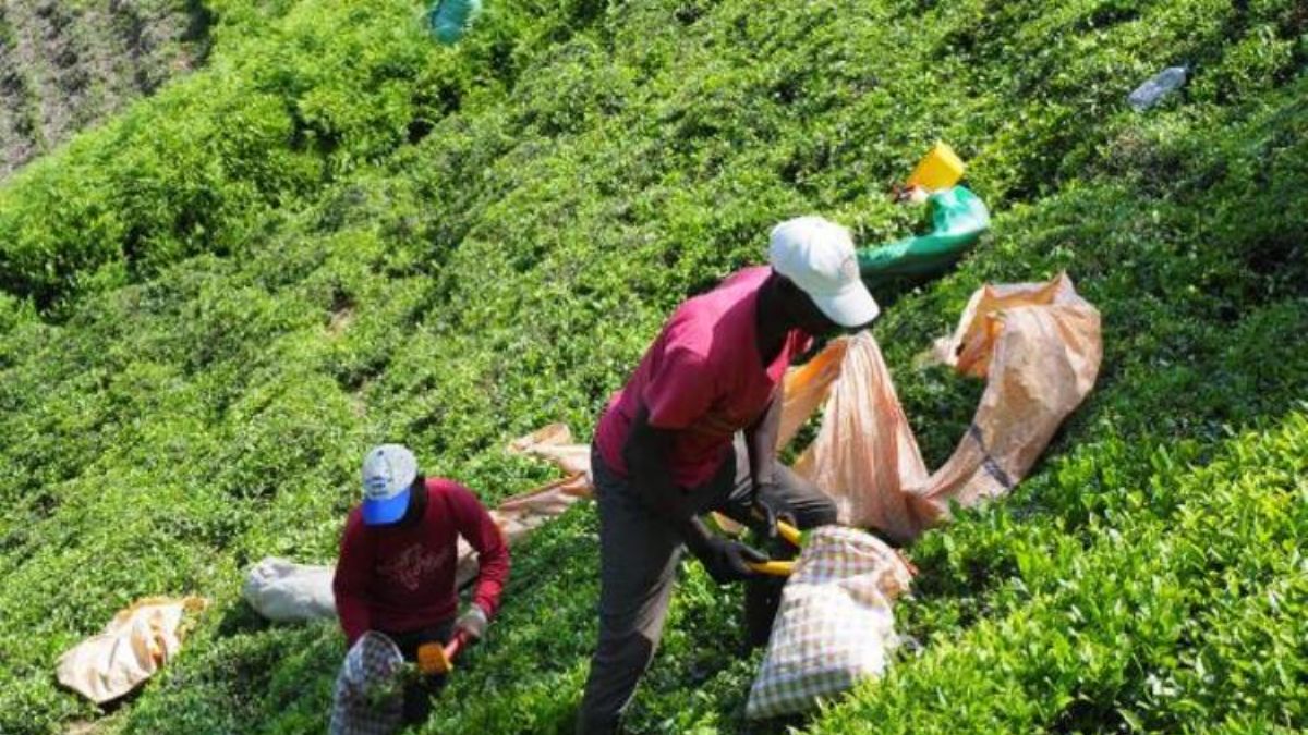 Afrikalı işçiler bu yıl da çay hasadında