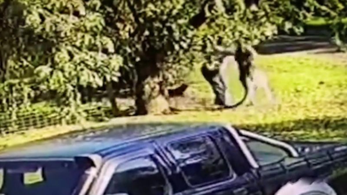 Kanguru saldırısına uğrayan adam kamerada