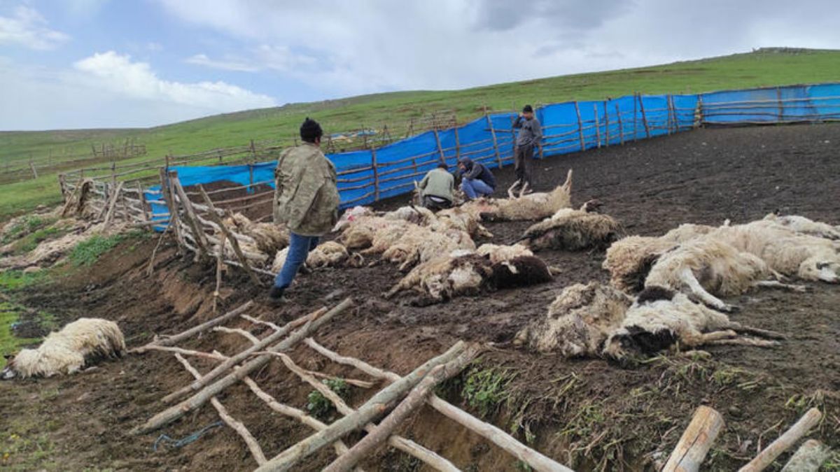 Gök gürültüsü korkuttu, 108 koyun öldü