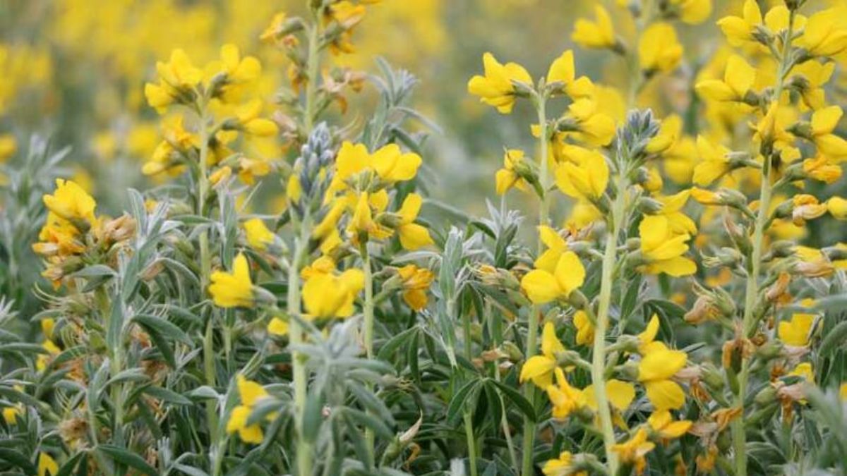 Çiçeğini koparana 109 bin lira ceza