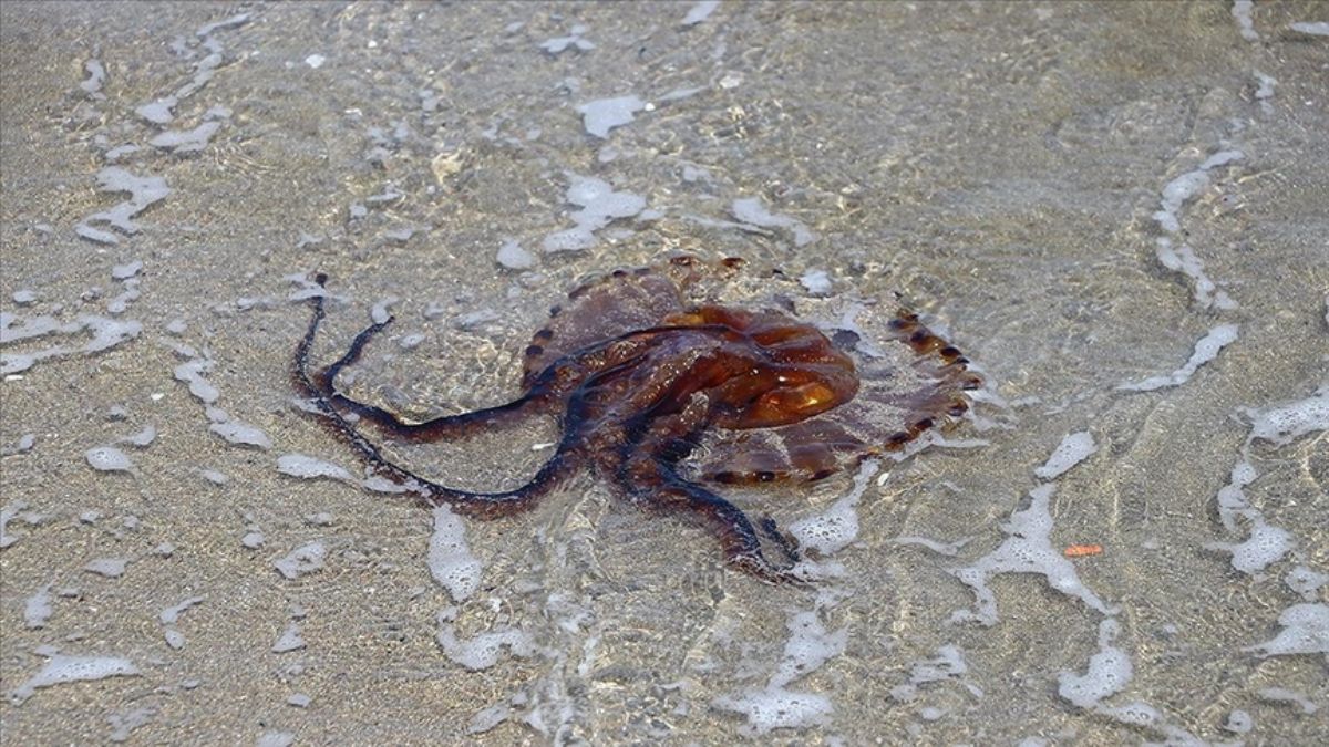 Prof. Dr. Şirin: Kıyılarda görülen denizanalarına dokunmayın