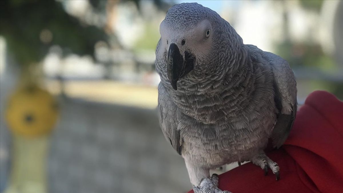 Omuzdan inmeyen papağan 'Ziya'