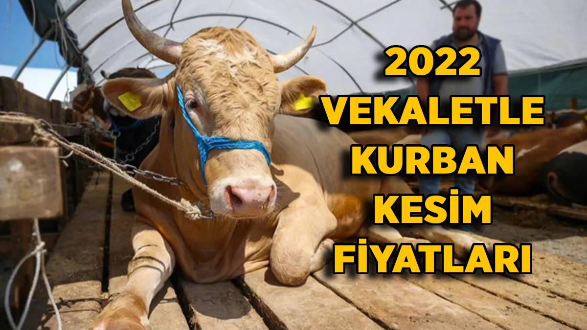 2022 kurban vekalet fiyatları? 2022 Yurt dışı kurban hissesi ne kadar? Yurt içi (Türkiye) kurban vekalet kaç TL?