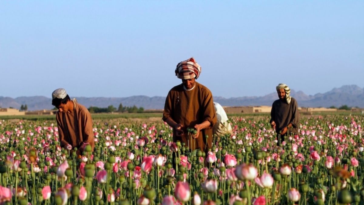 Taliban uyuşturucuya savaş açtı: 'Haşhaş tarlaları yok edilecek'