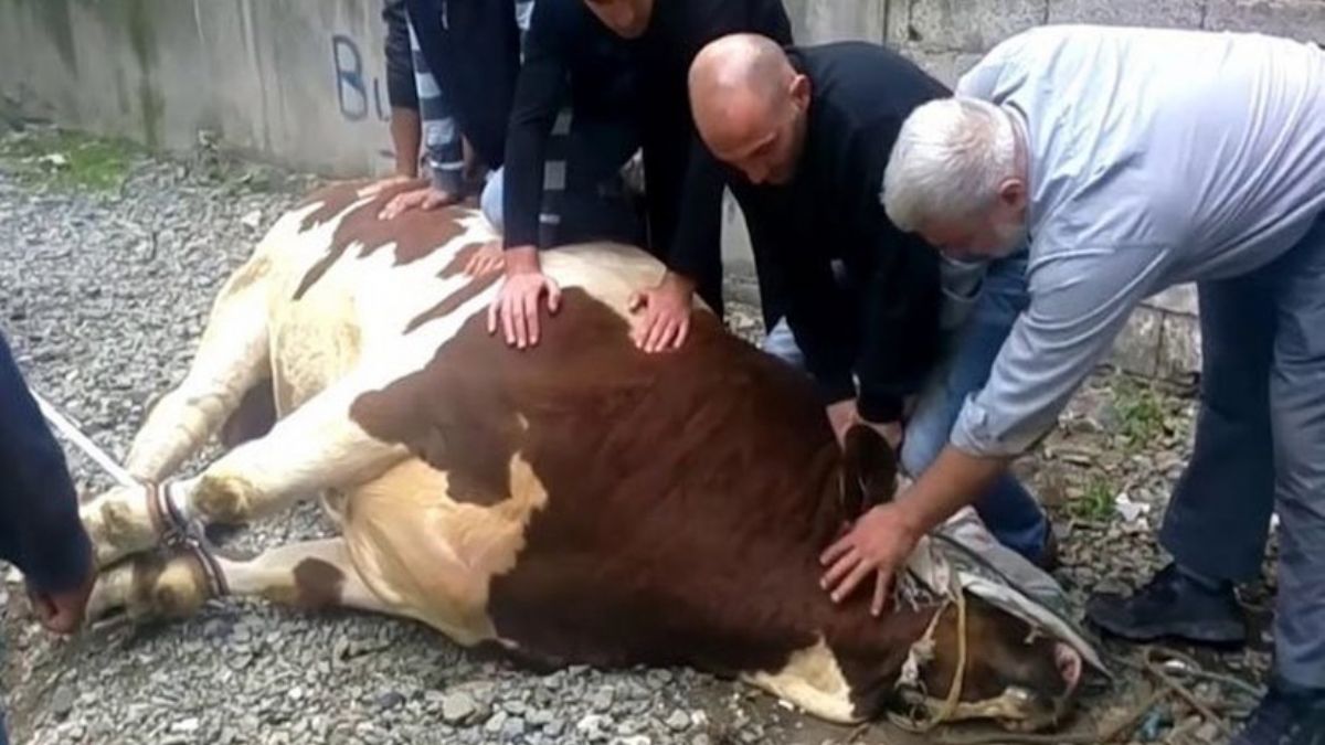 Diyanet, vekalet yoluyla kurban kesim bedellerini belirledi