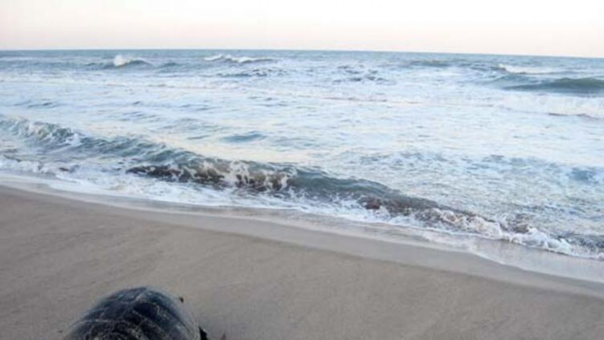 Küresel ısınma caretta carettaların erkek soyunu tehdit ediyor