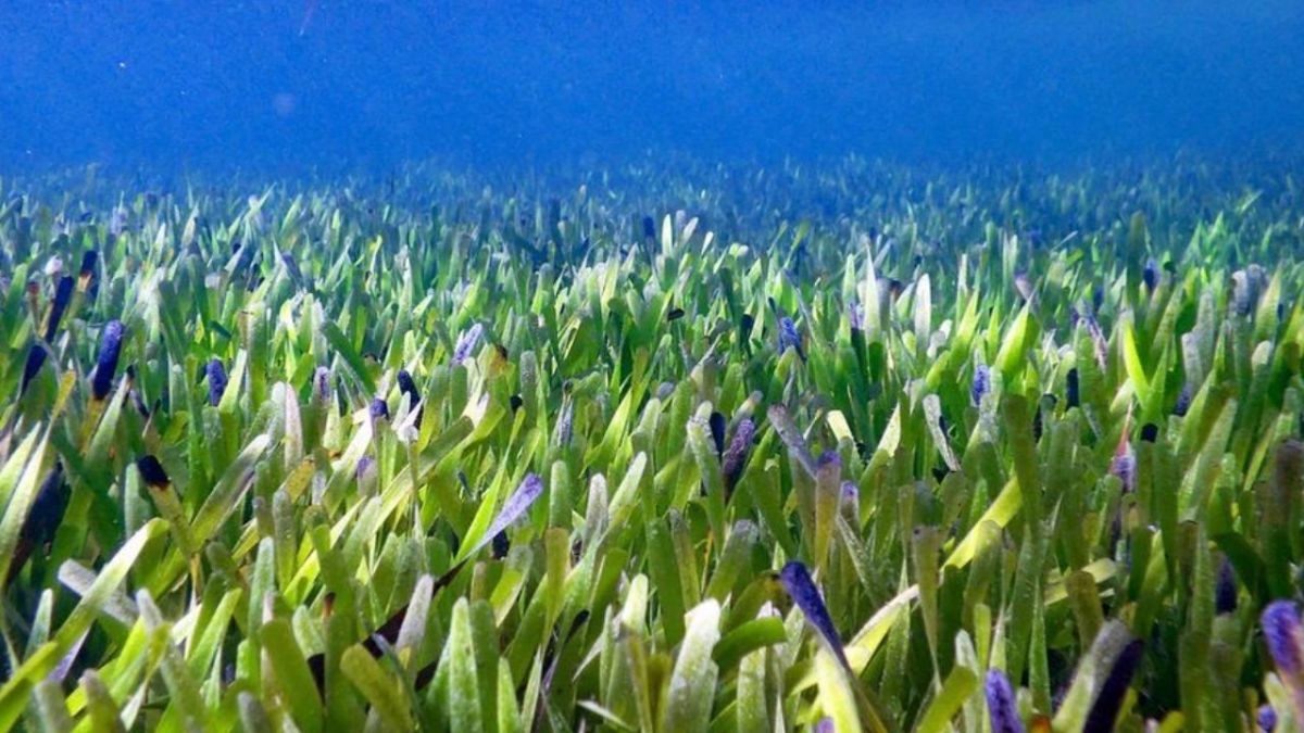 Dünyanın en büyük bitkisi keşfedildi! Tam 4 bin 500 yıllık