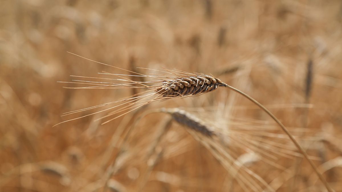 TMO’dan un piyasasına ilişkin açıklama