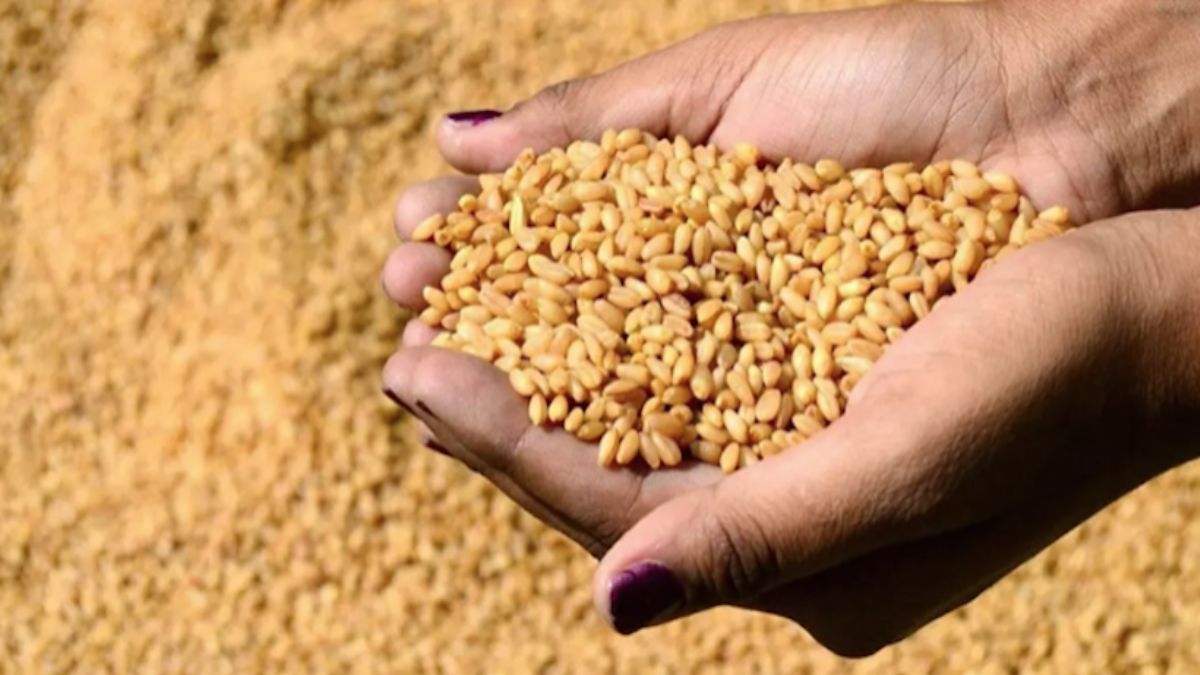 ANTBİRLİK buğday alım fiyatını açıkladı