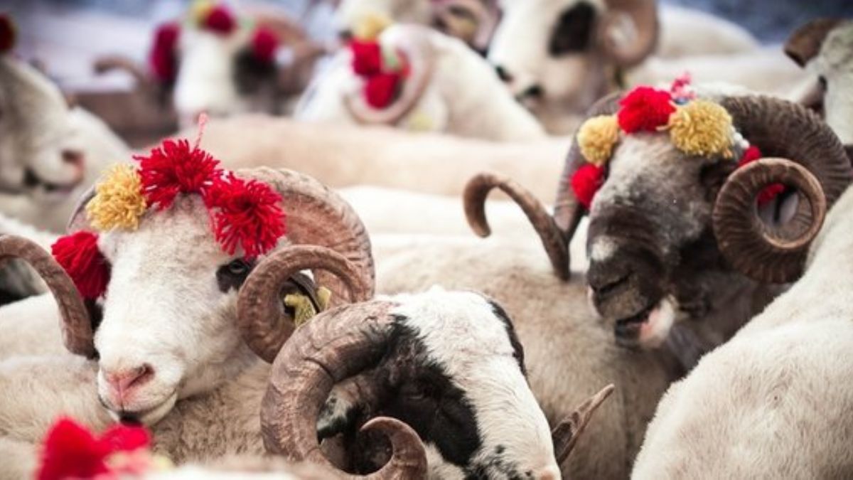 Küçükbaş hayvan fiyatları ne kadar? Kurbanlık küçükbaş kaç TL oldu? 2022 küçükbaş kurbanlık fiyatları