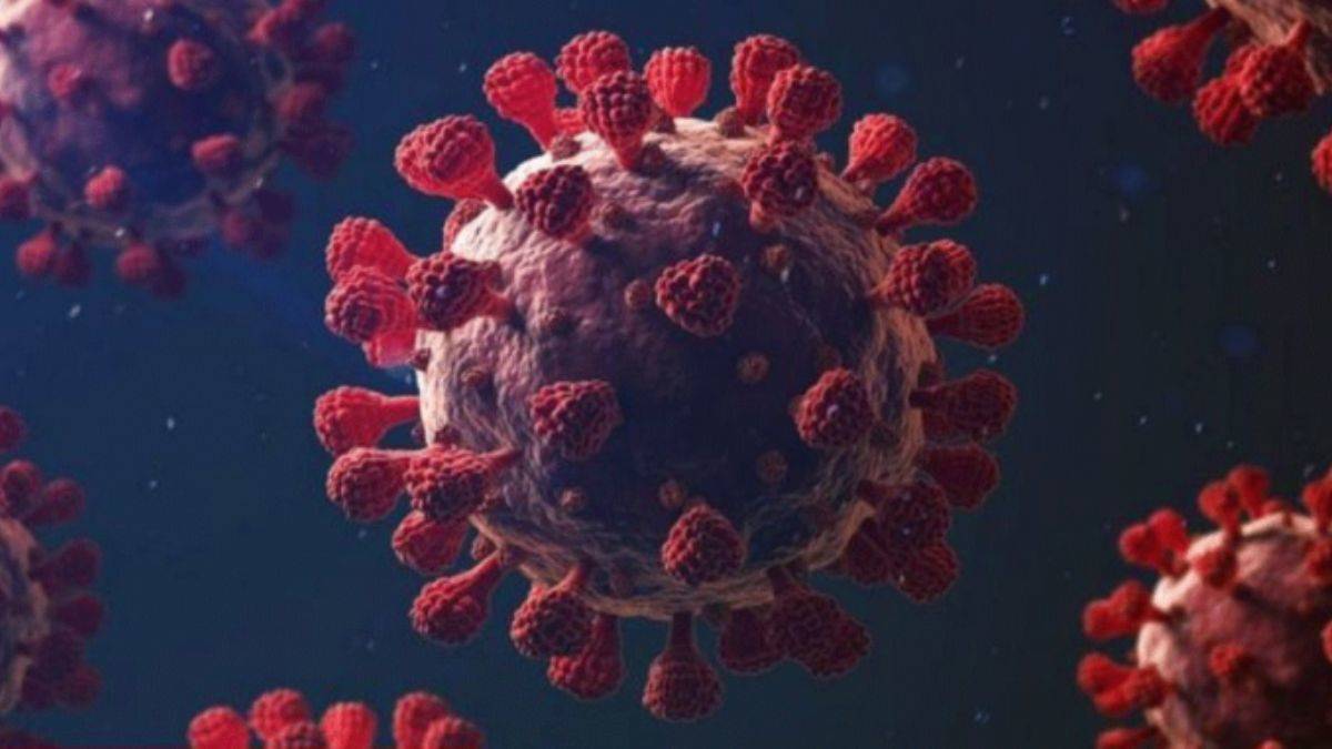 Korkulan oluyor mu? İsveç'te kemirgenler arasında yayılan yeni bir koronavirüs tespit edildi