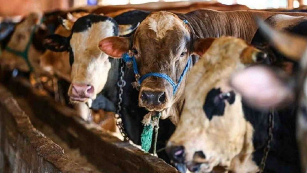 2022 Migros büyükbaş, küçükbaş kurbanlık hisse fiyatları nedir?