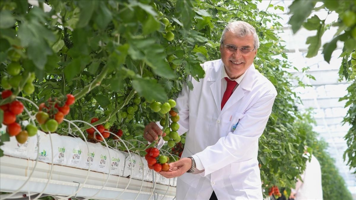 Topraksız üretilen domates yakında tezgahlarda