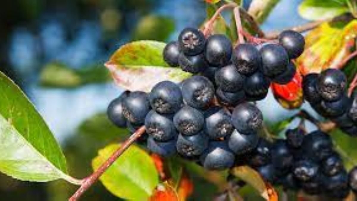 Aronya nedir, faydaları nelerdir? Aronya nasıl tüketilir? Aronya bir günde ne kadar yenmelidir?