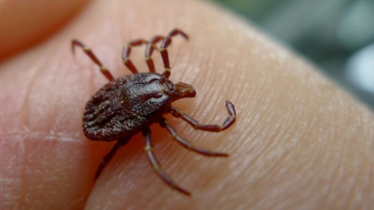 Erzurum'da kenenin ısırdığı arkeolog öldü