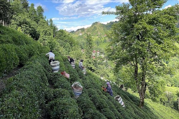 ÇAYKUR, mayısta 92 bin ton yaş çay alımı gerçekleştirdi