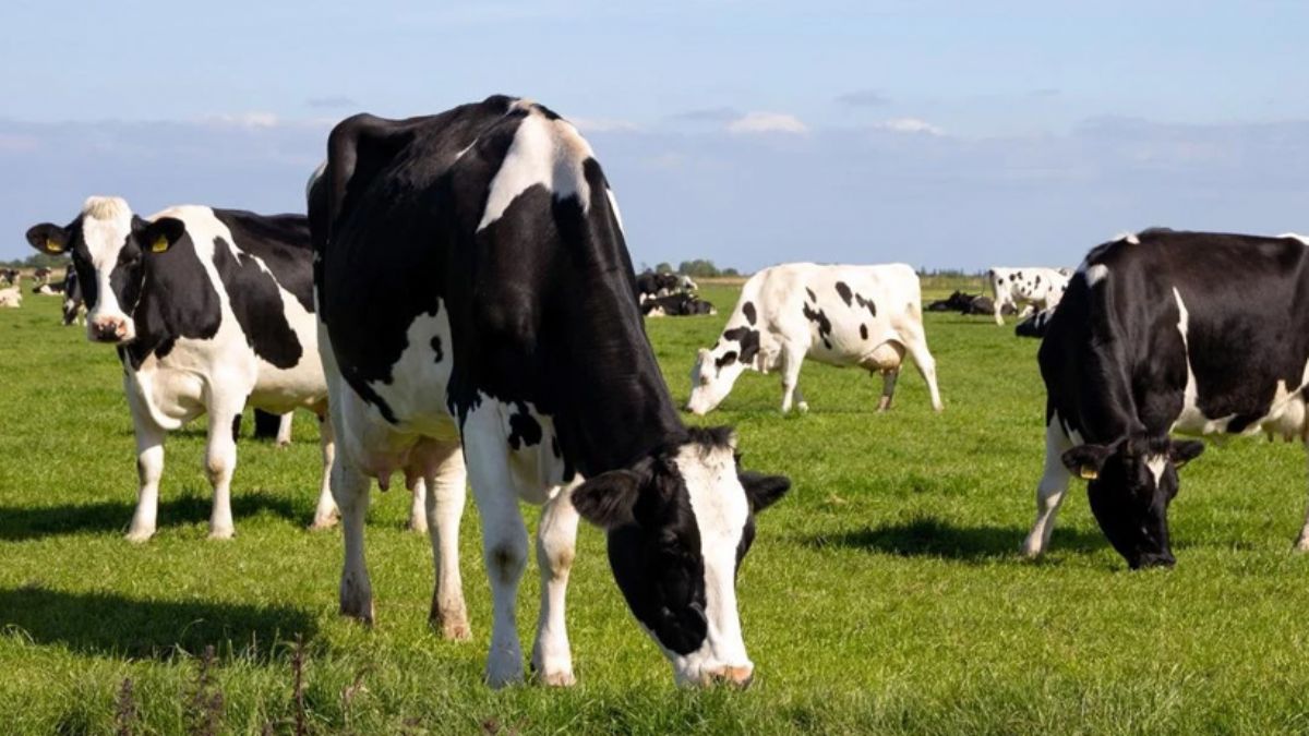 İlginç düzenleme: İnekler ve koyunların çıkarttığı gaz vergilendirilecek
