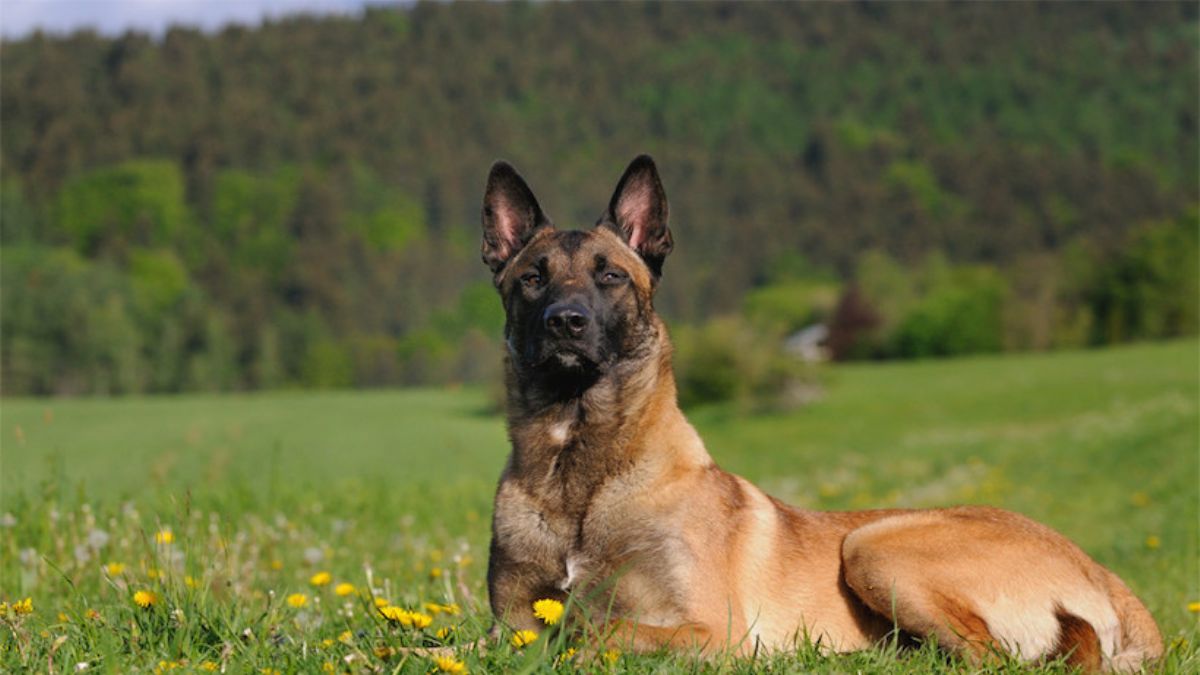 Belçika Kurdu’nun eğitimi, bakımı ve özellikleri