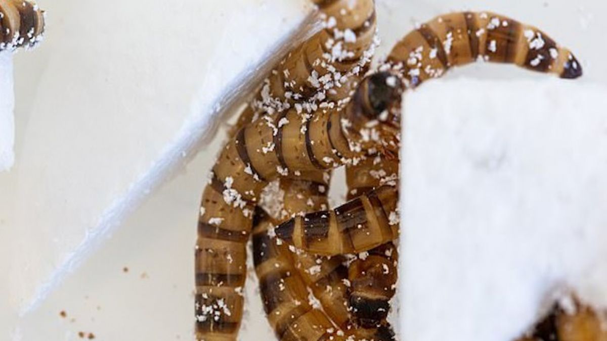 Bilim insanları, bir solucan türünün plastik yiyebildiğini keşfetti