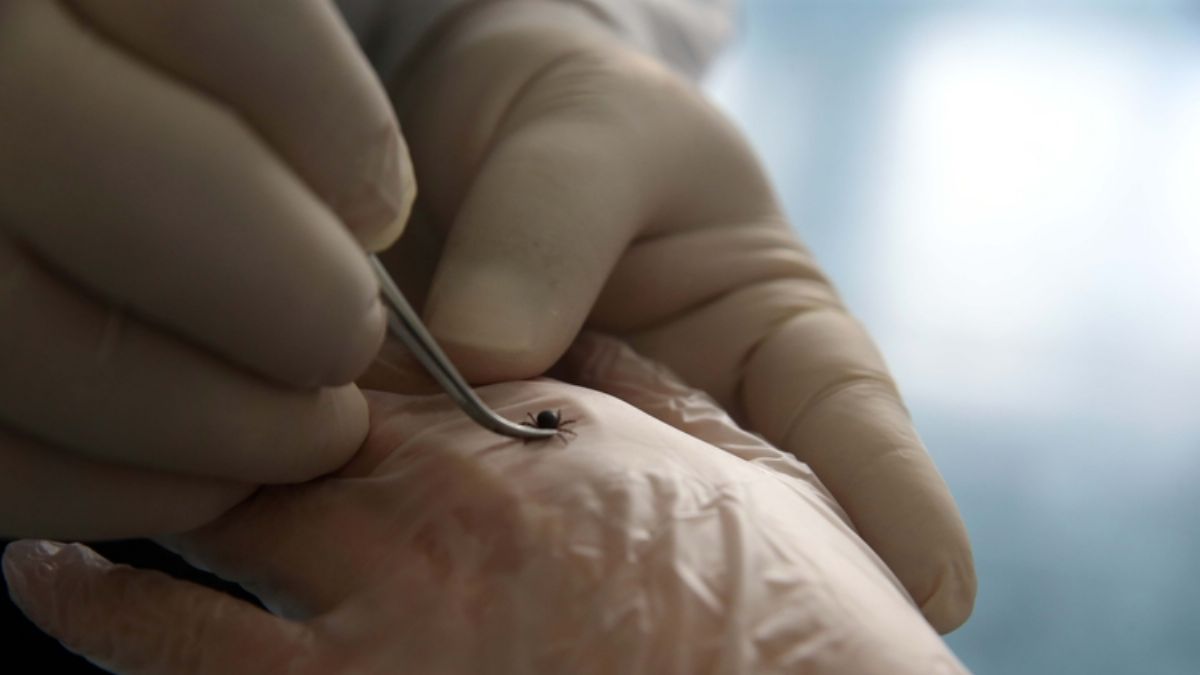 Türkiye'de 55 kene türü var