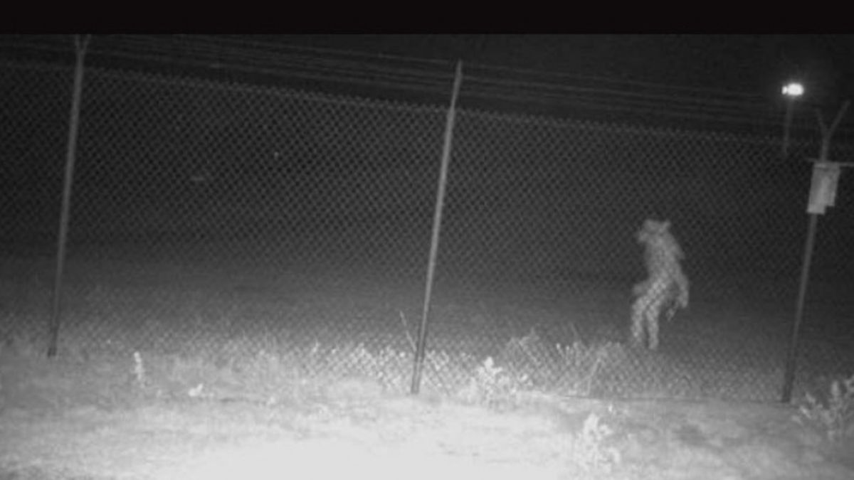 Teksas'taki hayvanat bahçesinde ''gizemli varlık'' paniği!